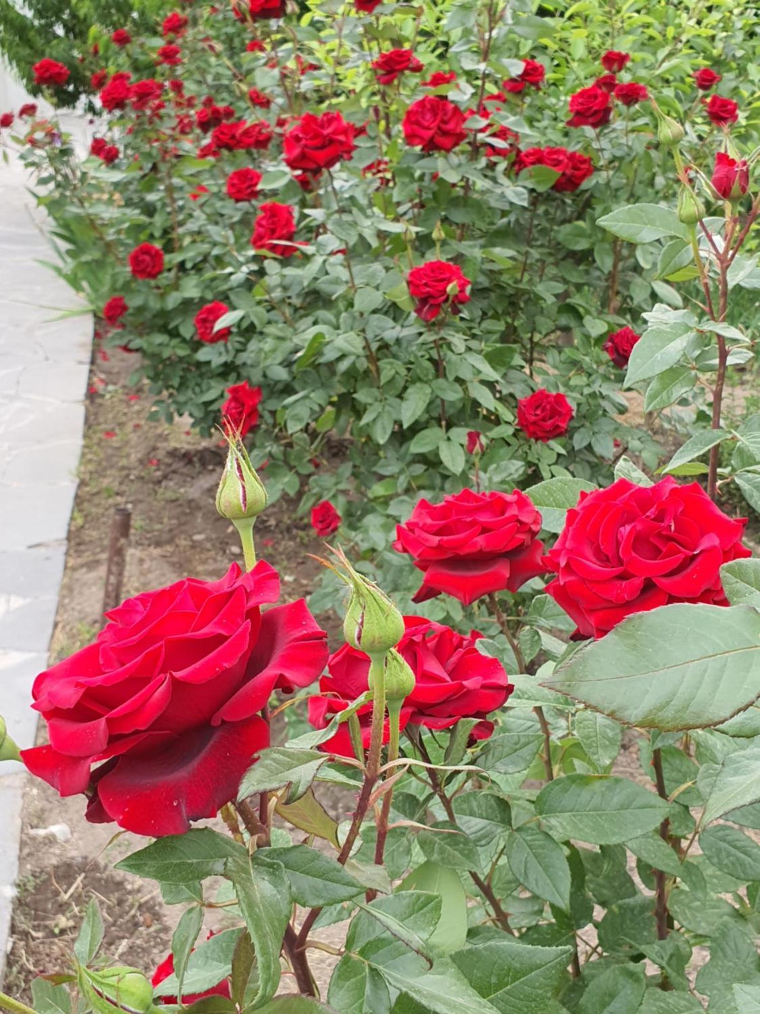 לינה וארוחת בוקר P'arak'ar Kesabella Touristic House מראה חיצוני תמונה